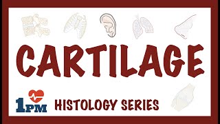 CARTILAGE  Histology Types Functions [upl. by Enaoj]