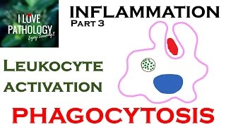 INFLAMMATION Part 3 Leukocyte Activation  PHAGOCYTOSIS [upl. by Kate]