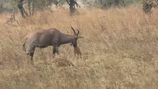 Damaliscus linatus  Topi  Tsessebe [upl. by Ahtrim]