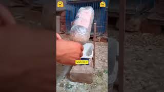 Kabutar ka videoshorts pigeon bird pets birdspecies animals motivationtrending youtubefeed [upl. by Ahiel56]