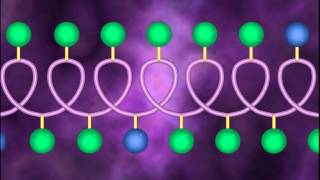 Protein Structure and Denaturation  A Level Biology [upl. by Asylem76]