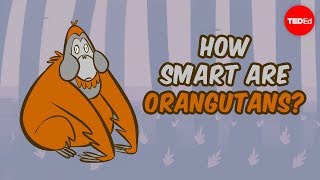 How smart are orangutans  Lu Gao [upl. by Pachton]