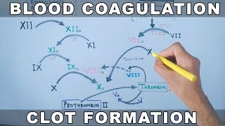 Coagulation Cascade  Intrinsic and Extrinsic Pathway [upl. by Henryetta880]