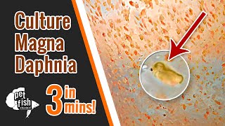 How to culture DAPHNIA MAGNA  The easy way [upl. by Dionysus730]