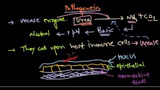 What Are Treatment Options For Resistant H Pylori [upl. by Kape]