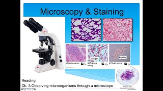 Introduction to Microbiology Lecture Microscopy amp Staining Part 2 [upl. by Catarina]