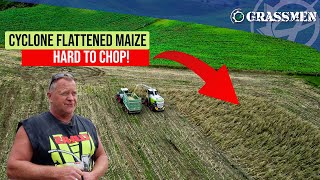 Tony Ireland ContractingMaize in New Zealand [upl. by Henson]