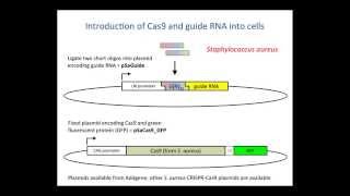 How CRISPR lets you edit DNA  Andrea M Henle [upl. by Ian]