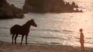 The Black Stallion 01 [upl. by Yrennalf]