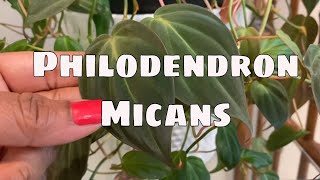 Philodendron Micans Care and Propagation Tips House Plant Care [upl. by Elora]