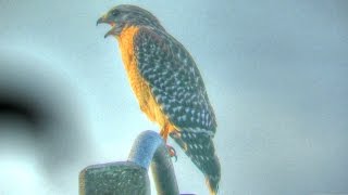 Red Shouldered Hawk Calling [upl. by Kellene408]