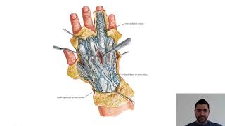 DORSO DA MÃO  Anatomia Teórica [upl. by Enihpled131]