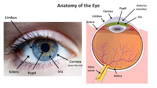 Saccadic Eye Movement  Traumatic Neck Pain amp Cervicogenic Dizziness [upl. by Afnin426]