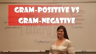 Gram Positive and Gram Negative Bacteria [upl. by Llehsad]