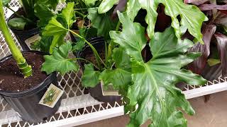 Hope Philodendron Plant Care Donna Joshi [upl. by Judon]