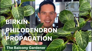 Philodendron birkin propagation in soil and water [upl. by Ehctav]