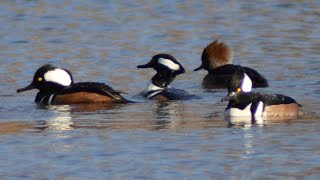 Hooded merganser ducks diving getting food amp flying [upl. by Pylle406]