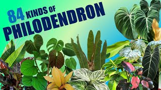 84 SPECIES OF PHILODENDRON  HERB STORIES [upl. by Misha]