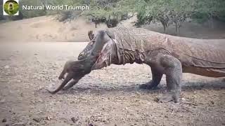 Komodo dragon eating monkey alive [upl. by Georgetta571]