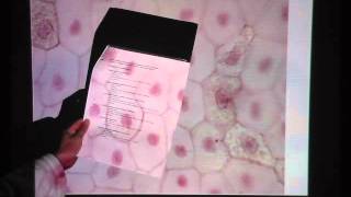 Simple Squamous Epithelium [upl. by Milon104]