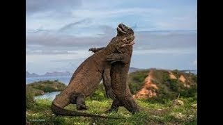 NatGeo Wild  Wild Indonesia Secret Komodo Dragon [upl. by Newol462]