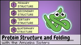 Protein Structure and Folding [upl. by Darryl]