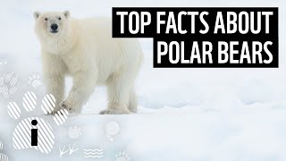 Top 10 Facts About Polar Bears  Animal Fun Facts  WWF [upl. by Arva]