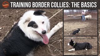 Training Border Collies The Basics [upl. by Aysan835]