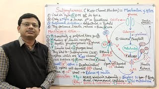 Diabetes Mellitus Part10 Mechanism of Action of Sulfonylurease  Antidiabetic Drugs  Diabetes [upl. by Anuayek]