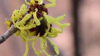 Witch Hazel Plant Profile [upl. by Ahterod250]