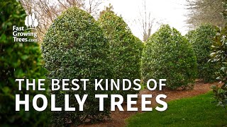 Holly Trees amp Shrubs  Type Height and Varieties [upl. by Lantha]