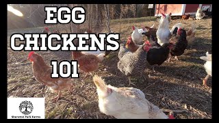 Beginners Guide To Egg Laying Chickens  Egg Chickens 101 [upl. by Holmes825]