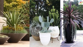 30 Best Architectural Plants to Grow in Containers [upl. by Riay314]