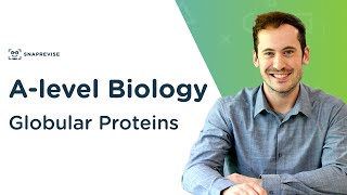 Globular Proteins  Alevel Biology  OCR AQA Edexcel [upl. by Shadow666]