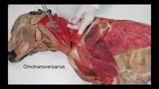 Veterinary anatomy dog muscles thoracic limb 1 of 3 [upl. by Eedak]