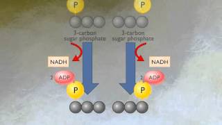 How Glycolysis Works HD Animation [upl. by Nnylyma]