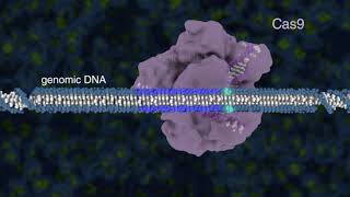 CRISPRCas9 GENOME EDITING  GENE EDITING EXPLAINED [upl. by Tally]