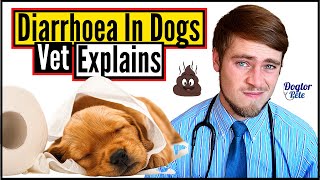 How To STOP And TREAT Diarrhea In Dogs  Easy Tips You Should Know  Vet Explains  Dogtor Pete [upl. by Yllaw]