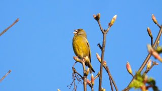 Greenfinch Singing [upl. by Uhp294]