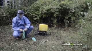 Herbicide Treatment of Japanese Knotweed [upl. by Helsa]