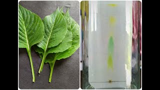 Paper Chromatography Experiment [upl. by Eiuqcaj]