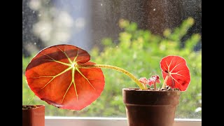 Propagating Begonia erythrophylla Beefsteak [upl. by Ahsinal717]