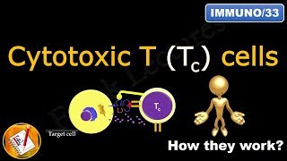 Cytotoxic T Tc cells or Killer T cells FLImmuno33 [upl. by Hadik529]