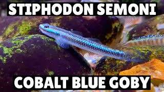 NEW Stiphodon Semoni  Cobalt Blue Goby [upl. by Nirb]