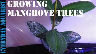 How To Grow Mangrove Tree In Your Aquarium [upl. by Jannelle]