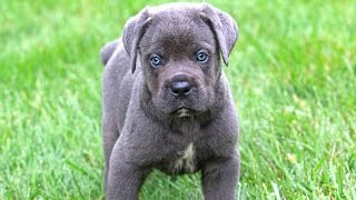 Cane Corso Puppies [upl. by Elocaj]