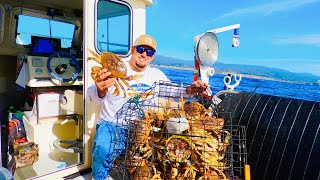 MASSIVE DUNGENESS CRABS Catch Clean Cook OPENING SEASON Underwater View [upl. by Buchheim376]