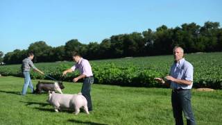 Training Show Pigs [upl. by Philipps]