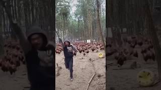 Chicken Army ATTACKS • chicken army • MEME • tiktok instagram [upl. by Kally]