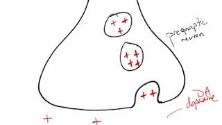 Antipsychotic Drug Mechanism [upl. by Abbi]